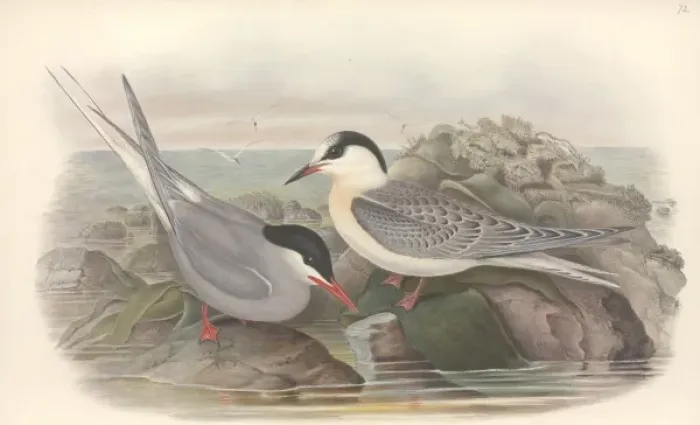 Framed Print : Sterna paradisaea, Arctic tern Framed Print : Sterna paradisaea, Arctic tern