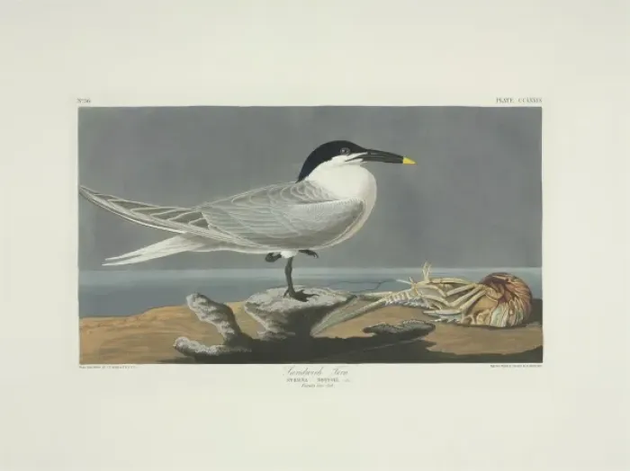 Framed Print : Sterna sandvicensis, Sandwich tern Framed Print : Sterna sandvicensis, Sandwich tern
