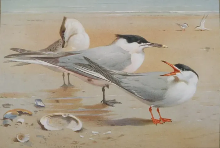 Framed Print : Sterna sandvicensis, sandwich tern, Sterna hirundo, common t Framed Print : Sterna sandvicensis, sandwich tern, Sterna hirundo, common t