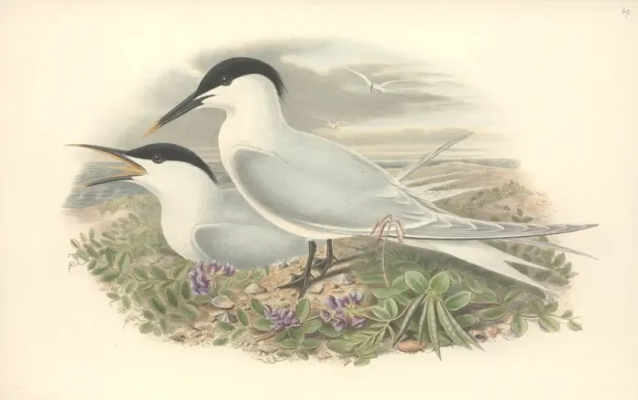 Framed Print : Sterna sandvicensis, Sandwich tern Framed Print : Sterna sandvicensis, Sandwich tern