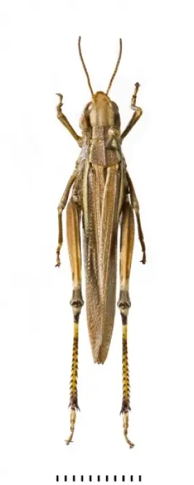 Framed Print : Stethophyma grossum, large marsh grasshopper Framed Print : Stethophyma grossum, large marsh grasshopper