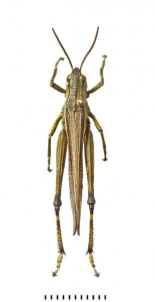Stethophyma grossum, large marsh grasshopper