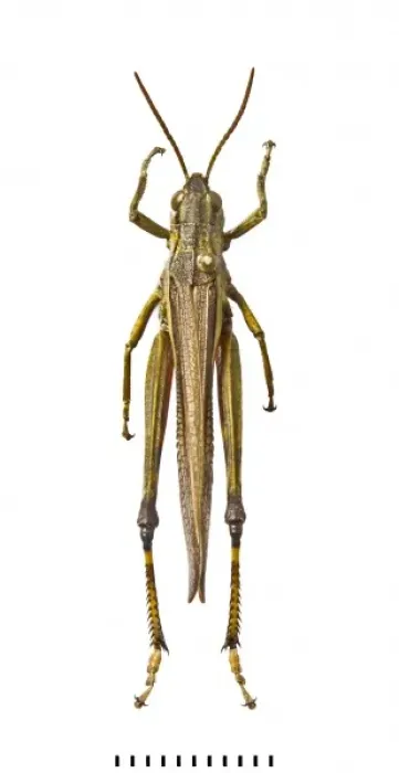 Framed Print : Stethophyma grossum, large marsh grasshopper Framed Print : Stethophyma grossum, large marsh grasshopper