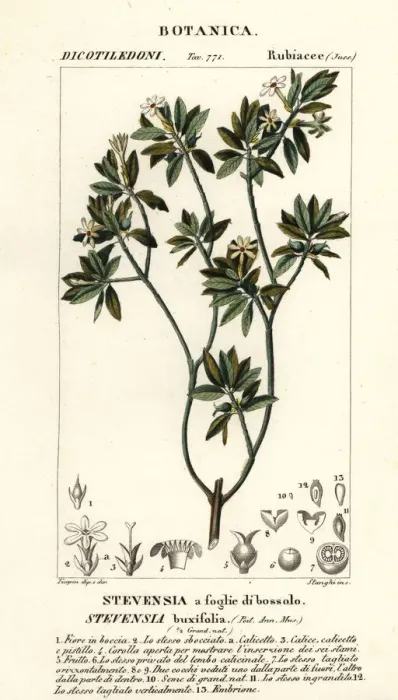 Framed Print : Stevensia buxifolia Framed Print : Stevensia buxifolia