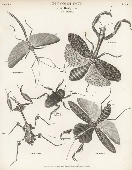 Framed Print : Stick insect, praying mantis, cockroach, violin mantis, etc Framed Print : Stick insect, praying mantis, cockroach, violin mantis, etc