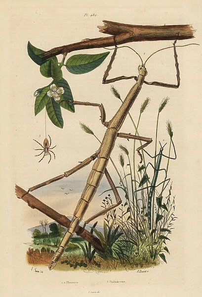 Stick insects or phasmids and wandering crab spider