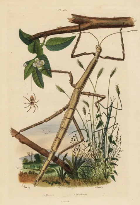 Framed Print : Stick insects or phasmids and wandering crab spider Framed Print : Stick insects or phasmids and wandering crab spider