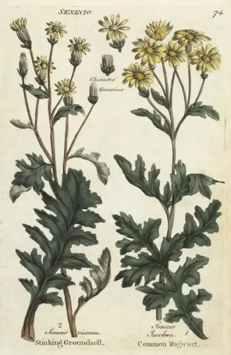 Framed Print : Sticky groundsel, Senecio viscosus, and ragwort Framed Print : Sticky groundsel, Senecio viscosus, and ragwort