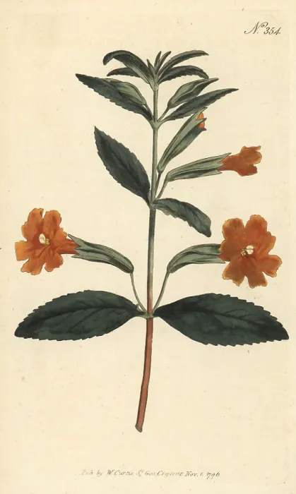 Framed Print : Sticky monkey-flower, Diplacus aurantiacus Framed Print : Sticky monkey-flower, Diplacus aurantiacus