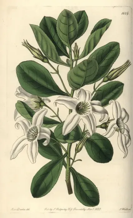 Framed Print : Sticky tailflower or clammy anthocercis, Anthocercis Framed Print : Sticky tailflower or clammy anthocercis, Anthocercis