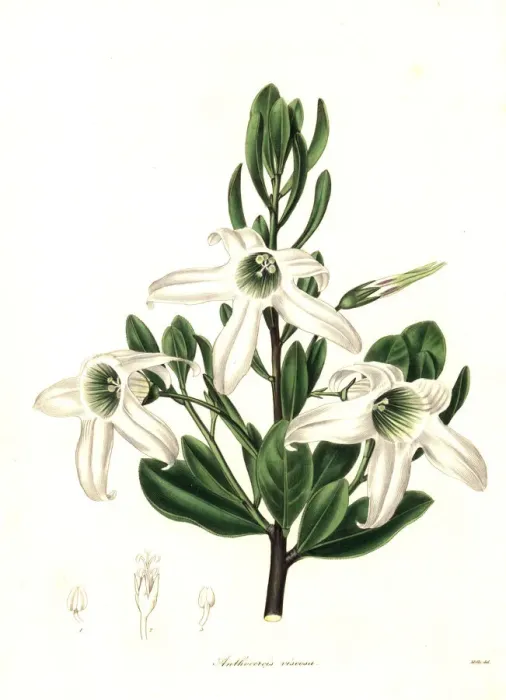 Framed Print : Sticky tailflower or glutinous anthocercis Framed Print : Sticky tailflower or glutinous anthocercis