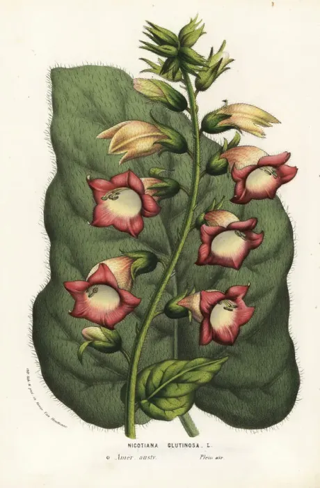 Framed Print : Sticky tobacco, Nicotiana glutinosa Framed Print : Sticky tobacco, Nicotiana glutinosa