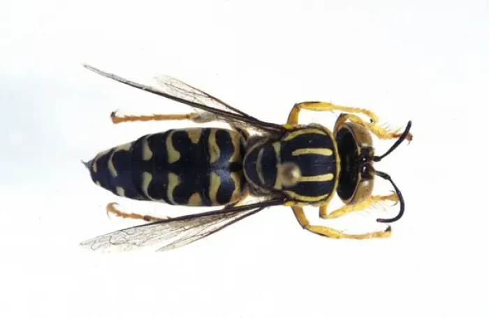 Framed Print : Stictia signata, sand wasp Framed Print : Stictia signata, sand wasp
