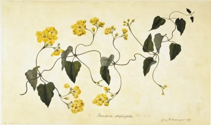 Framed Print : Stigmaphyllon auriculatum Framed Print : Stigmaphyllon auriculatum