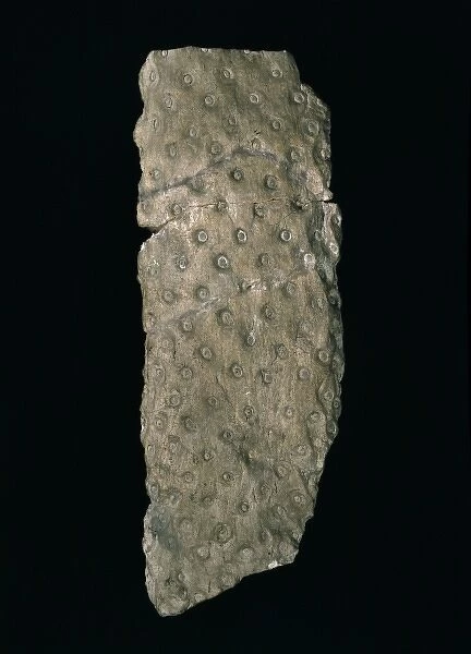 Stigmaria ficoides, fossil root