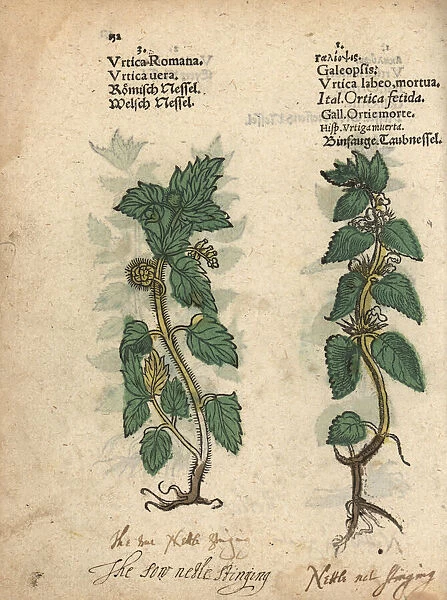 Stinging nettle, Urtica dioica, and hemp nettle