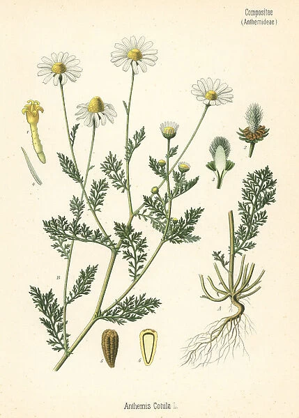 Stinking chamomile, Anthemis cotula