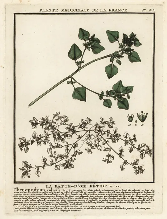 Framed Print : Stinking goosefoot, Chenopodium vulvaria Framed Print : Stinking goosefoot, Chenopodium vulvaria