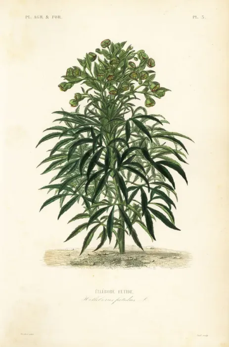 Framed Print : Stinking hellebore, Helleborus foetidus Framed Print : Stinking hellebore, Helleborus foetidus