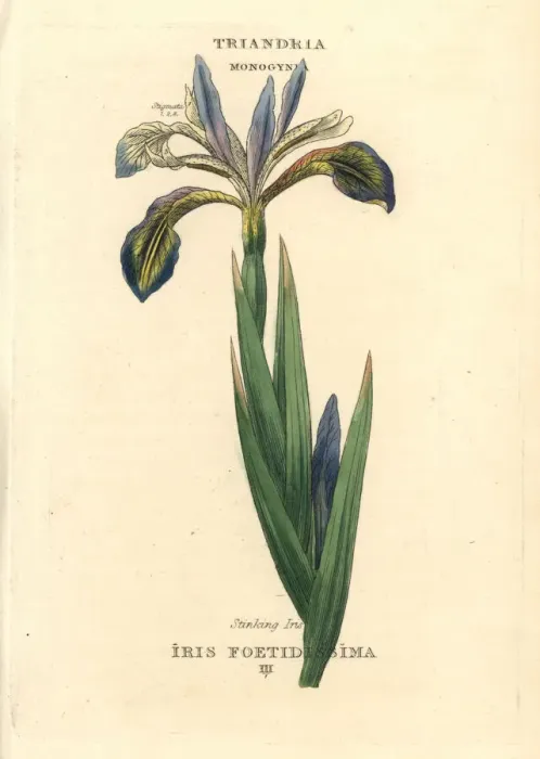 Framed Print : Stinking iris, Iris foetidissima Framed Print : Stinking iris, Iris foetidissima