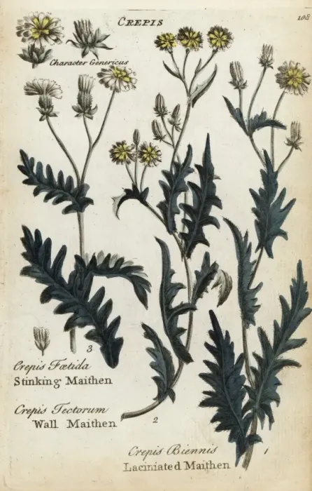 Framed Print : Stinking maithen, wall maithen, and laciniated maithen Framed Print : Stinking maithen, wall maithen, and laciniated maithen
