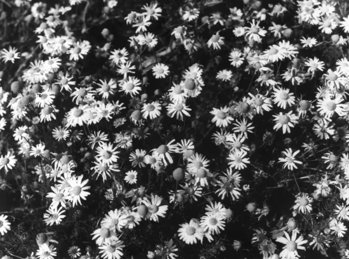 Framed Print : Stinking Mayweed Framed Print : Stinking Mayweed
