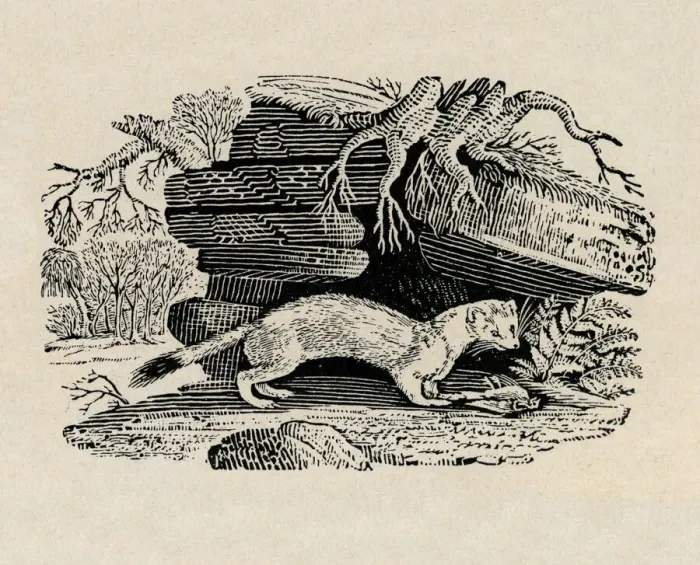 Framed Print : Stoat with dead bird, by Thomas Bewick Framed Print : Stoat with dead bird, by Thomas Bewick
