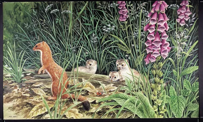 Framed Print : Stoats by David Parry Framed Print : Stoats by David Parry
