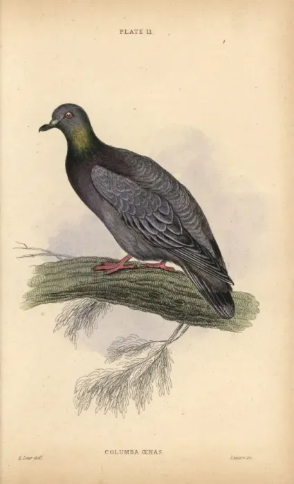 Framed Print : Stock dove or stock pigeon, Columba oenas