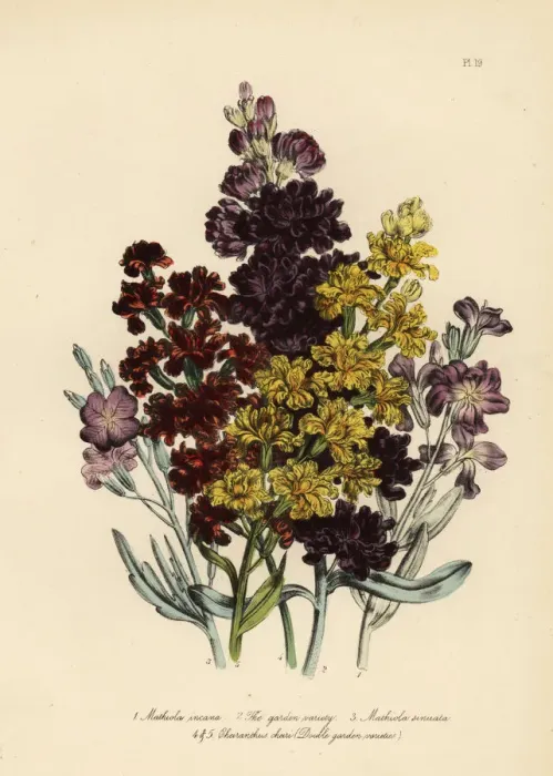Framed Print : Stock or Matthiola species Framed Print : Stock or Matthiola species