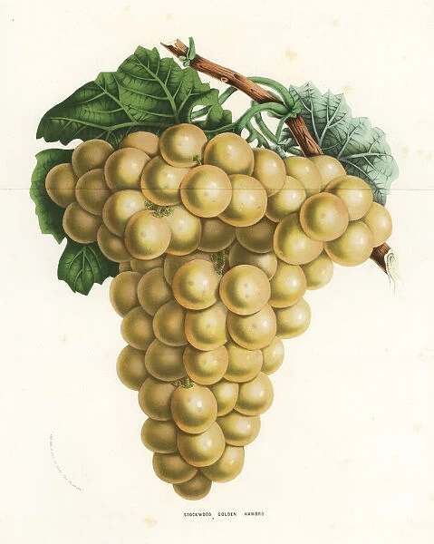 Stockwood golden hambro grape, Vitis vinifera