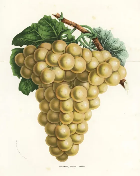 Framed Print : Stockwood golden hambro grape, Vitis vinifera Framed Print : Stockwood golden hambro grape, Vitis vinifera