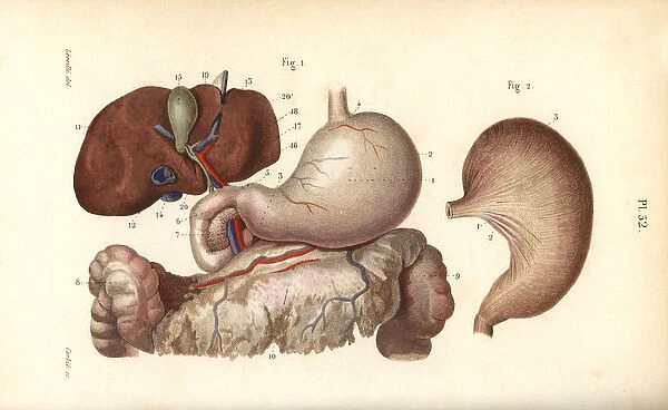 Stomach, duodenum and liver