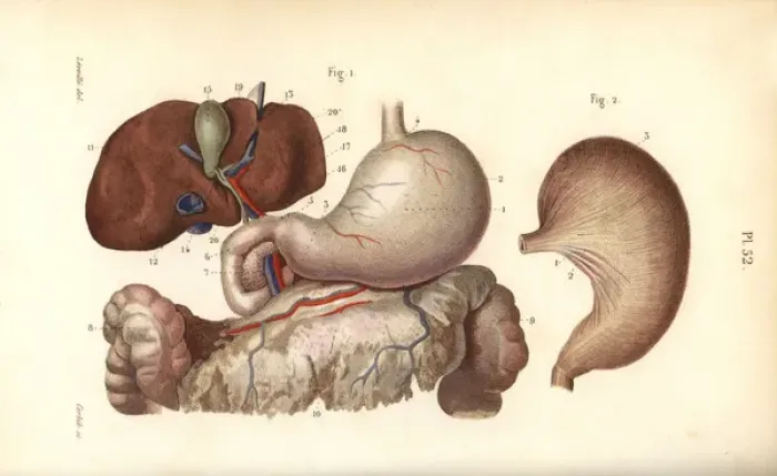 Framed Print : Stomach, duodenum and liver Framed Print : Stomach, duodenum and liver