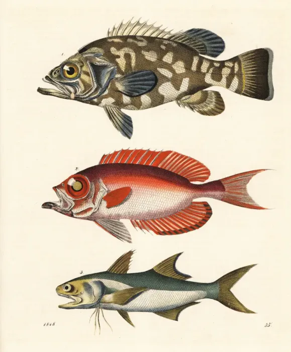 Framed Print : Stone bass, moontail bullseye and blue salmon Framed Print : Stone bass, moontail bullseye and blue salmon