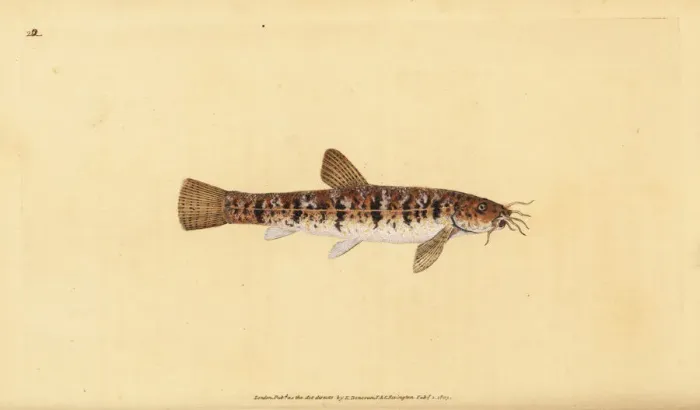 Framed Print : Stone loach, Barbatula barbatula Framed Print : Stone loach, Barbatula barbatula