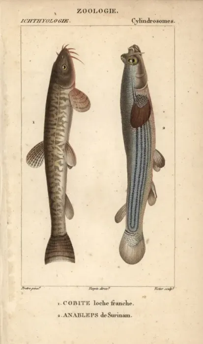 Framed Print : Stone loach, Barbatula barbatula, and largescale Framed Print : Stone loach, Barbatula barbatula, and largescale