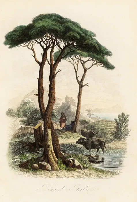 Framed Print : Stone pine, Pinus pinea Framed Print : Stone pine, Pinus pinea