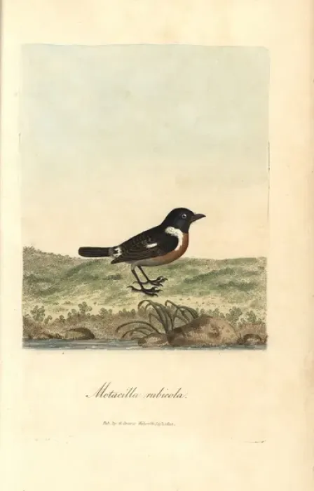 Framed Print : Stonechat, Sylvia rubicola, Motacilla rubicola Framed Print : Stonechat, Sylvia rubicola, Motacilla rubicola