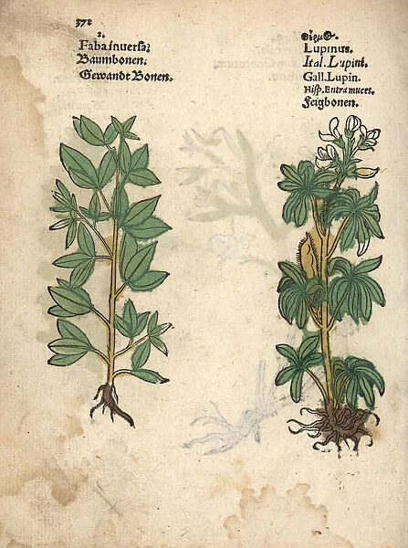 Stonecrop, Sedum telephium, and lupin, Lupinus albus