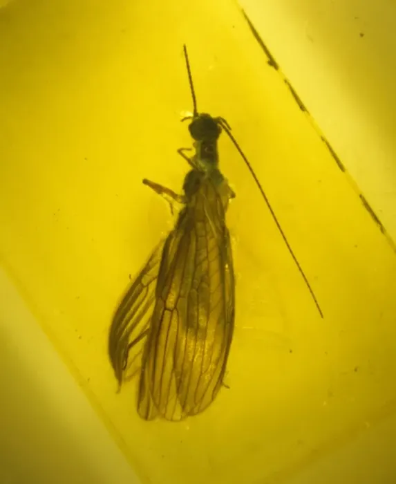 Framed Print : Stonefly in amber Framed Print : Stonefly in amber