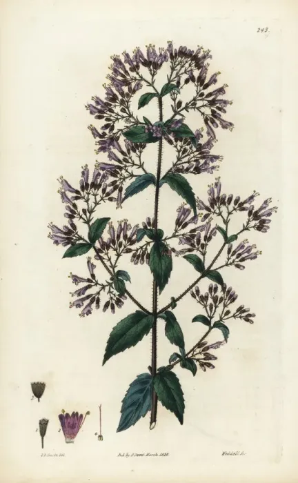 Framed Print : Stonemint, Cunila origanoides Framed Print : Stonemint, Cunila origanoides