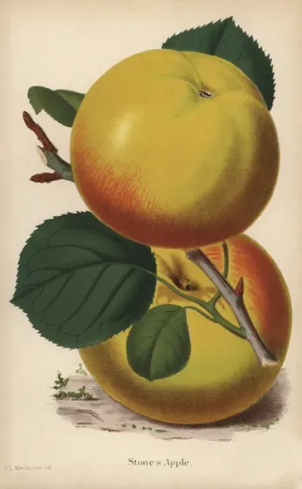 Framed Print : Stones apple, Malus domestica variety Framed Print : Stones apple, Malus domestica variety