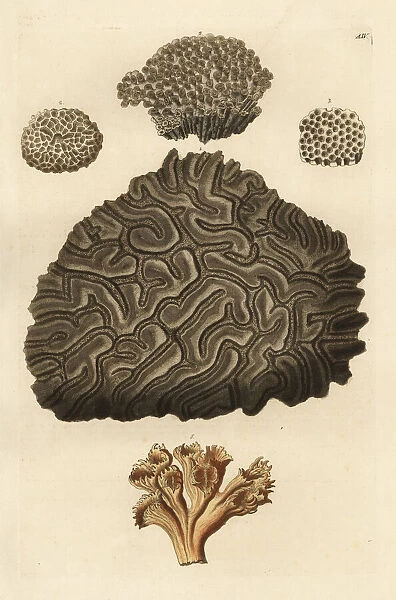Stony coral species. Stony corals: Diploria labyrinthiformis 1
