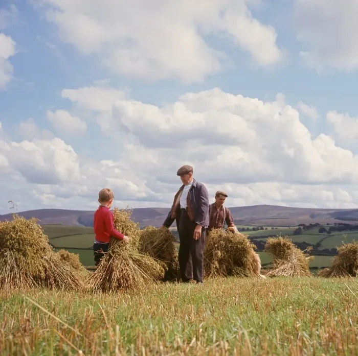 Framed Print : Stooking corn, Exmoor, near Porlock, Somerset Framed Print : Stooking corn, Exmoor, near Porlock, Somerset