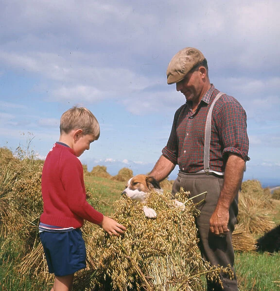 Stooking oats, Exmoor, near Porlock, Somerset