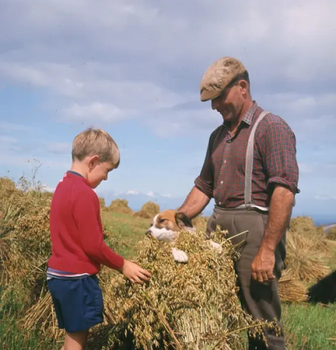 Framed Print : Stooking oats, Exmoor, near Porlock, Somerset Framed Print : Stooking oats, Exmoor, near Porlock, Somerset