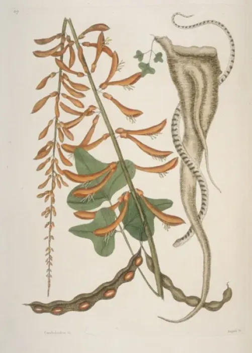 Framed Print : Storeria sp. brown snake Framed Print : Storeria sp. brown snake