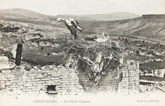 Framed Print : Stork nesting on a rooftop, Constantine, Algeria Framed Print : Stork nesting on a rooftop, Constantine, Algeria