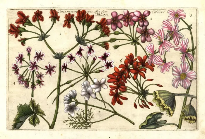 Framed Print : Stork s-bill, Erodium cicutarium Framed Print : Stork s-bill, Erodium cicutarium